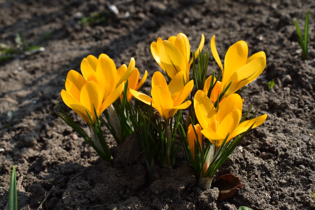 Original photo of yellow crocus flowers, used as a paint-by-number sample