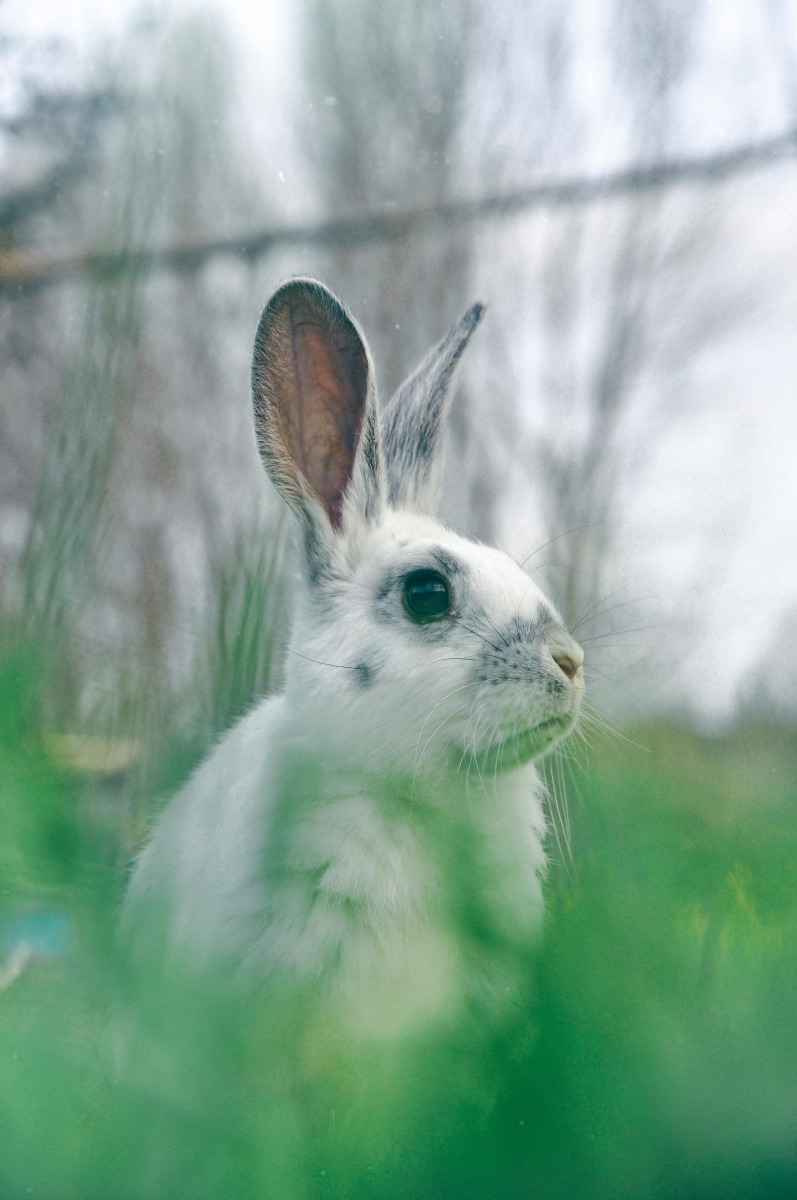 Photo — White rabbit on green grass